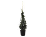 Hornbach Leyland-Zypresse Kegel FloraSelf Cupressocyparis leylandii 'Pyramidalis' H 100-125 cm Co 10 L