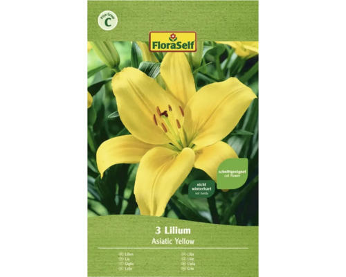 Blumenzwiebel Lilie FloraSelf 'Asiatic Gelb' 3 Stk