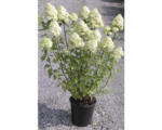 Hornbach Rispenhortensie FloraSelf Hydrangea paniculata 'Limelight' H 80-100 cm Co 10 L