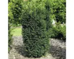 Hornbach Bechereibe FloraSelf Taxus media 'Hillii' H 30-40 cm Co 3 L