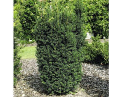 Bechereibe FloraSelf Taxus media 'Hillii' H 30-40 cm Co 3 L