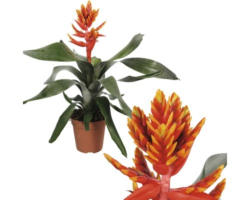 Bromelie FloraSelf Aechmea x 'Pepita Elegant Flames' H 40-45 cm Ø 12 cm Topf