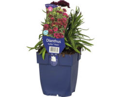 6 x Garten-Nelke Dianthus 'Sunflor® Paseo' H 5-30 cm Co 0,5 L