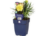 Hornbach Garten-Nelke FloraSelf Dianthus 'Sunflor® 'Yellow Bling Bling' H 5-30 cm Co 0,5 L