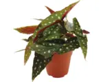 Hornbach Blattbegonie, Forellenbegonie FloraSelf H ca. 20 cm Ø 12 cm Topf