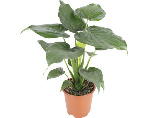 Alocasie, Pfeilblatt FloraSelf Alocasia cucullata H 90-100 cm Ø 21 cm Topf