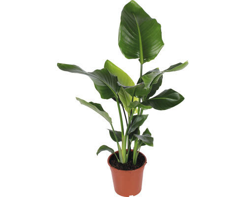 Baumstrelitzie FloraSelf Strelitzia Nicolai H 90-100 cm Ø 21 cm Topf