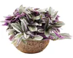 Hornbach Kokodama kleine Dreimasterblume Höhe inkl. Topf ca. 20 cm Ø 15 cm Topf