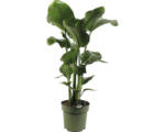 Hornbach Baumstrelitzie FloraSelf Strelitzia Nicolai H 100-110 cm Ø 24 cm Topf 3-er Tuff