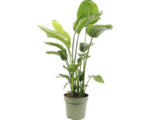 Hornbach Baumstrelitzie FloraSelf Strelitzia Nicolai H 110-120 cm Ø 27 cm Topf 4-er Tuff