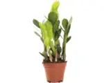 Hornbach Glücksfeder FloraSelf Zamioculcas zamiifolia H ca. 35 cm Ø 10,5 cm Topf