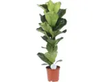 Hornbach Geigenfeige FloraSelf Ficus lyrata H ca. 105 cm Ø 21 cm Topf