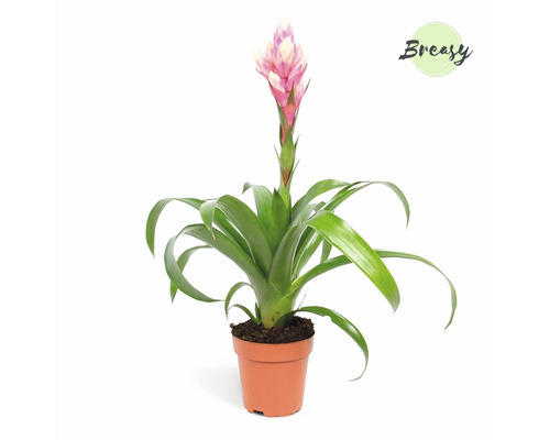 Guzmania FloraSelf Guzmania Candy H ca. 40 cm Ø 12 cm Topf