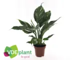 Hornbach Einblatt Daimond FloraSelf Spathiphyllum Daimond H ca. 30 cm Ø 12 cm Topf