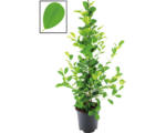 Hornbach Chinesische Feige Lorbeer-Feige FloraSelf Ficus moclame H ca. 105 cm Ø 21 cm Topf