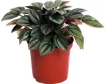 Hornbach Peperomie, Zwergpfeffer FloraSelf Peperomia 'Napoli Nights' H ca. 15 cm Ø 10,5 cm Topf