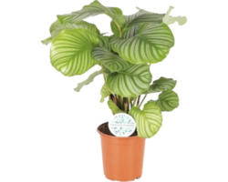 Korbmarante FloraSelf Calathea orbifolia H 80-85 cm Ø 21 cm Topf buschig