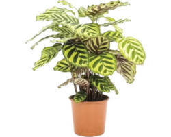 Korbmarante FloraSelf Calathea 'Makoyana' H 80-85 cm Ø 21 cm Topf buschig