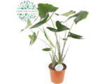 Hornbach Alocasie, Tiger-Pfeilblatt FloraSelf Alocasia 'Zebrina' H 80-100 cm Ø 24 cm Topf