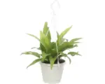 Hornbach Nestfarn Ampeltopf FloraSelf Asplenium antiquum Ø 12 cm Topf