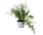 Hornbach Zierspargel Ampeltopf FloraSelf Asparagus sprengeri Ø 12 cm Topf Blumenampel Set