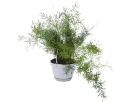 Zierspargel Ampeltopf FloraSelf Asparagus sprengeri Ø 12 cm Topf Blumenampel Set