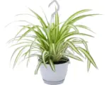 Hornbach Grünlilie Ampeltopf FloraSelf Chlorophytum comosum 'Variegatum' H ca. 25 cm Ø 12 cm Topf