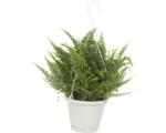 Hornbach Schwertfarn Ampeltopf FloraSelf Nephrolepis exaltata 'Vitale'