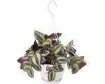 Hornbach Zebrakraut Ampeltopf FloraSelf Tradescantia zebrina 'Violet Hill' Höhe inkl. Topf ca. 17 cm Ø 12 cm Topf
