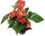 Hornbach Flamingoblume/ Anthurie rot FloraSelf Anthurium andreanum H ca. 50 cm Ø 21 cm Topf