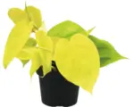 Hornbach Gelb-grüner Kletternder Baumfreund FloraSelf Philodendron 'Lime' H ca. 30 cm Ø 12 cm Topf