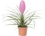 Hornbach Tillandie, Luftnelke FloraSelf Tillandsia 'Vincent' H 20-35 cm Ø 9 cm Topf