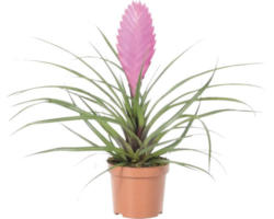 Tillandie, Luftnelke FloraSelf Tillandsia 'Vincent' H 20-35 cm Ø 9 cm Topf