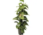 Hornbach gelbbunte Efeutute FloraSelf Scindapsus aureum H 80-90 cm Ø 19 cm Topf