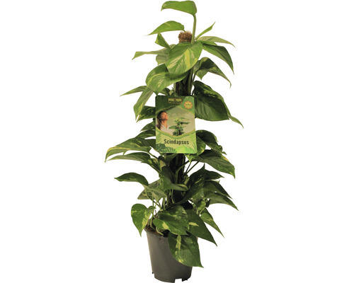 gelbbunte Efeutute FloraSelf Scindapsus aureum H 80-90 cm Ø 19 cm Topf