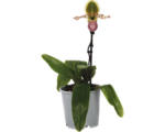 Hornbach Venusschuh, Frauenschuh-Orchidee FloraSelf Paphiopedilum 'Pinocchio' H 30-35 cm Ø 12 cm Topf 1 Rispe