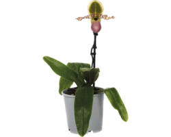 Venusschuh, Frauenschuh-Orchidee FloraSelf Paphiopedilum 'Pinocchio' H 30-35 cm Ø 12 cm Topf 1 Rispe