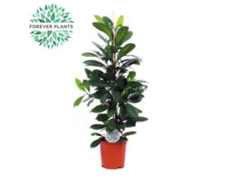 Afrikanische Feigenbaum FloraSelf Ficus cyathistipula H ca. 105 cm Ø 21 cm Topf