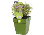 Hornbach Weißbunten Gewürzthymian FloraSelf Thymus vulgaris 'Silver Posie' H 5-20 cm Co 0,5 L