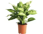 Hornbach Dieffenbachie FloraSelf Dieffenbachia compacta H 35-45 Ø 12 cm Topf