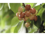 Hornbach Bio Süßkirsche FloraSelf Bio Prunus avium 'Büttners Rote Knorpelkirsche' Stammhöhe ca. 60 cm Gesamthöhe 120-140 cm Co 7,5 L Busch