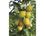Hornbach Bio Mirabelle Terrasse FloraSelf Bio Prunus domestica syriaca 'Nancy' H 60-80 cm Co 5 L