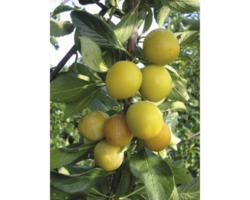 Bio Mirabelle Halbstamm FloraSelf Bio Prunus domestica syriaca 'Nancy' H 120-150 cm Co 7,5 L