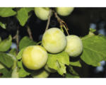 Hornbach Bio Pflaume Eierpflaume Selbstfruchtend FloraSelf Bio Prunus 'Oullins Reneklode' H 60-80 cm Co 5 L Terrasse