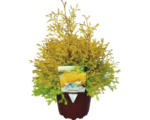 Hornbach Gold-Lebensbaum FloraSelf Thuja occidentalis 'Rheingold' H 20-30 cm Co 2 L