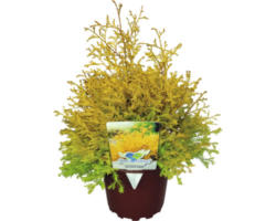 Gold-Lebensbaum FloraSelf Thuja occidentalis 'Rheingold' H 20-30 cm Co 2 L