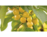 Hornbach Bio Gelbe Süßkirsche FloraSelf Bio Prunus avium 'Dönissens Gelbe Knorpelkirsche' H 120-150 cm Co 7,5 L