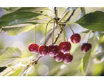 Hornbach Bio Sauerkirsche 'Saphir'® FloraSelf Bio Prunus cerasus 'Saphir'® H 120-150 cm Co 7,5 L