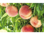 Hornbach Bio Pfirsich FloraSelf Bio Prunus persica 'Roter Ellerstädter' H 100-120 cm Co 7,5 L selbstfruchtend