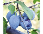 Hornbach Bio Pflaume FloraSelf Bio Prunus 'The Czar' H 130-150 cm Co 7,5 L selbstfruchtend